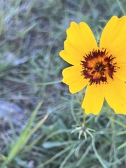 Thelesperma filifolium