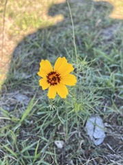 Thelesperma filifolium