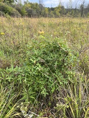 Quercus ellipsoidalis