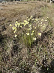 Gladiolus tristis
