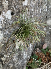 Asplenium septentrionale