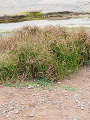 Schoenoplectus americanus