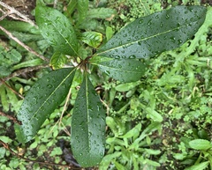 Chionanthus virginicus