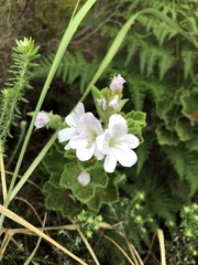 Pelargonium cucullatum