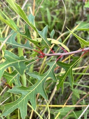 Quercus ellipsoidalis