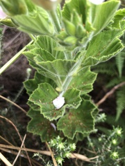 Pelargonium cucullatum