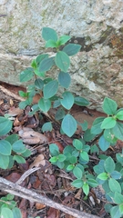 Peperomia leptostachya