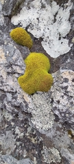 Hypodontium