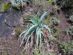 Kniphofia caulescens