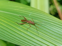 Riptortus linearis