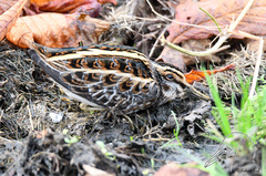 Lymnocryptes minimus