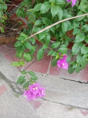 Bougainvillea glabra