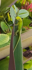 Anolis callainus