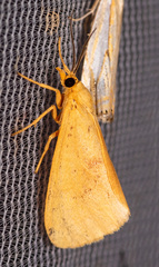 Virbia aurantiaca