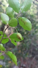 Ochna inermis