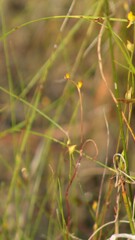 Utricularia juncea