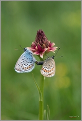 Plebejus argus