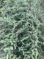 Asparagus rubicundus