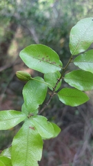 Ochna inermis
