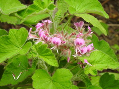 Pelargonium cordifolium