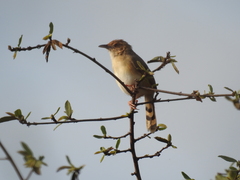 Cisticola erythrops