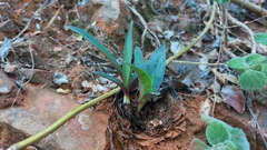 Ledebouria cremnophila