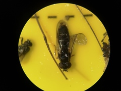Platycheirus albimanus