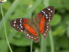 Anartia amathea