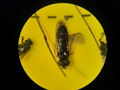 Platycheirus albimanus