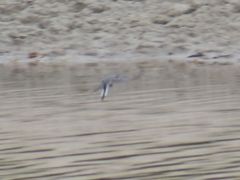 Motacilla alba
