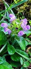 Prunella vulgaris