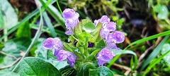 Prunella vulgaris