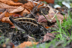 Lymnocryptes minimus