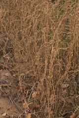 Atriplex intracontinentalis