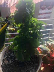 Polyscias balfouriana