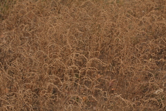 Atriplex intracontinentalis