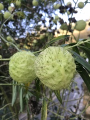 Gomphocarpus physocarpus