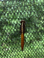 Libellulidae