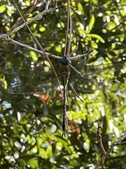 Coryphaeschna adnexa