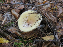 Amanita junquillea
