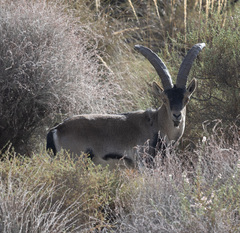 Capra pyrenaica