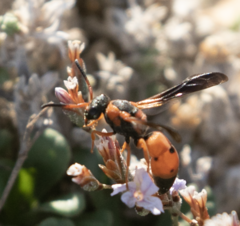 Pseudepipona tripunctata