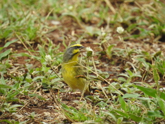 Crithagra mozambica