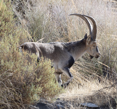 Capra pyrenaica