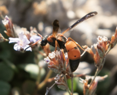 Pseudepipona tripunctata