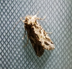 Spodoptera litura