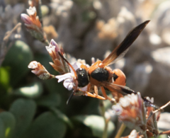 Pseudepipona tripunctata