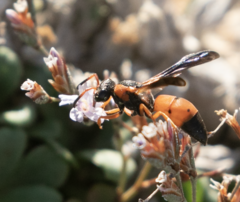 Pseudepipona tripunctata