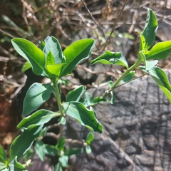 Euphorbia transvaalensis