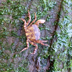 Hemigrapsus sanguineus